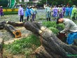 Công nhân vệ sinh môi trường đang cưa cây đổ, dọn dẹp vệ sinh trên phố Lý Thái Tổ, trước cửa trụ sở Link Vào Nhà Cái KL99 COM Tặng +199k 99Kl99 trực tiếp đá gà Việt Nam sáng 8/9.