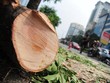 Chùm ảnh di dời hàng cây cổ thụ trên đường Kim Mã, Hà Nội 
