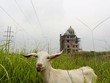 Dê ung dung gặm cỏ gần biệt thự không phép trong Khu đô thị Phú Lương