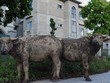 Chăn trâu trong Khu đô thị Nam An Khánh Sudico 