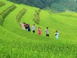 Theo chân các bạn trẻ từ TP.HCM đến khám phá Hoàng Su Phì 