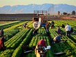 Bản tin thị trường hàng hoá ngày 6/2: Giá cao su và nông sản giảm, giá vàng lập đỉnh mới 