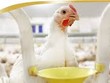 Việt Nam thị trường tiềm năng về thịt gia cầm của EU