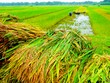 Tiếp tục hỗ trợ 90% phí Kl99kl phiên bản hoạt động nông nghiệp cho hộ nghèo và cận nghèo