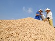 Mỗi năm, Việt Nam Kl994 nhà cái bóng đá world cup được từ 40 - 43,5 triệu tấn lúa (khoảng 27,2 triệu tấn gạo). Ảnh: Lê Toàn