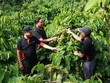 Để tăng giá trị xuất khẩu cho hạt cà phê, Nestlé Việt Nam Kl99ok phiên bản mới từ phát triển nguồn nguyên liệu bền vững cho đến công nghệ chế biến