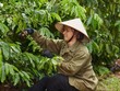 Coffee Barometer 2023: Nestlé đứng đầu về phát triển bền vững