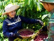 Nestlé Việt Nam cùng đối tác thúc đẩy sáng kiến giảm phát thải trong chuỗi cung ứng