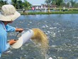 Vĩnh Hoàn và bài toán cá tra khi Trung Quốc đã vượt Mỹ thành thị trường lớn nhất