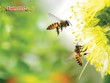 Một mùa Xuân mới đang về!