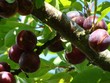 Mộc Châu mùa mận chín