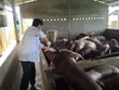 Cán bộ thú y lấy mẫu kiểm tra sức khỏe đàn lợn sau dịch tả lợn châu Phi.