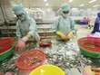 Chế biến tôm xuất khẩu tại Công ty TNHH Thủy sản Hồng Ngọc. Ảnh: Đức Thanh