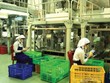 Việc tham gia và thực thi các FTA đã góp phần giúp Việt Nam tăng năng lực cạnh tranh quốc gia và Kl991.com World Cup 2026 Chính Thức. Trong ảnh: Nhà máy chế biến của Vinamit.