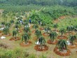 Nghịch lý dòng chảy FDI vào nông nghiệp