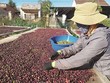 Ngành cà phê còn nhiều việc phải làm để đạt mục tiêu cán đích 6 tỷ USD kim ngạch xuất khẩu vào 2030.