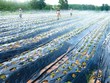 Việc áp dụng tiến bộ khoa học - kỹ thuật trong canh tác giúp nông dân Quảng Bình tăng năng suất sản phẩm
