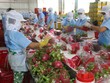 Xuất khẩu nông sản bứt tốc ngay từ đầu năm