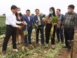 Củ cải của nông dân huyện Mê Linh bán giá từ 1.000 – 3.000 đồng/kg vẫn có lãi.