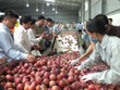 Tỷ trọng xuất khẩu rau quả sang Trung Quốc giảm xuống 59,1% trong tháng 1/2021 từ mức 61,7% của cùng kỳ 2020