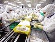Xuất khẩu quý I tăng 22% so với cùng kỳ. Trong ảnh: Chế biến tôm xuất khẩu tại Công ty Cafatex (Hậu Giang). Ảnh: Đ.T