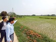 Môi giới dẫn phóng viên đi bán… ruộng lúa ở Thạch Thất. Ảnh: Dũng Minh