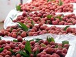 Năm nay là năm đầu tiên, vải thiều Hải Dương sẽ được bán trên các sàn thương mại điện tử Alibaba.com, Voso.vn, Sendo.vn và Lazada.vn.
