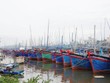 Khu vực đầm Đề Gi và Tam Quan là khu neo đậu tránh trú bão cho tàu cá cấp vùng kết hợp cảng cá Đề Gi và Tam Quan.
