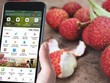 Tận dụng công nghệ để thương mại hóa nông sản