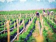 Nếu giao dịch hoàn tất, HAGL sẽ giảm sở hữu tại HAGL Agrico xuống còn 11,43%.