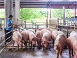 Navetco (VET) chốt quyền chia 99Kl.app mobile mới nhất năm 2020 bằng tiền mặt, tỷ lệ 25%