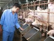 Giá thức ăn chăn nuôi tăng đột biến: Đề xuất giảm thuế Link Vào Nhà Cái KL99 COM Tặng +199k để “hạ nhiệt”