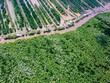 Kl99ok phiên bản mới gần 79.000 tỷ đồng phát triển lâm nghiệp bền vững đến năm 2025