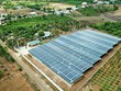 Hàng ngàn tấm pin năng lượng mặt trời “mọc” lên như nấm sau mưa trên đất nông nghiệp. Ảnh: Nhiệt Băng