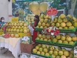 Mặc dù đã vào vụ thu hoạch nhưng vựa bưởi Phúc Trạch tại Hương Khê, Hà Tĩnh gặp khó bởi các thị trường tiêu thụ phải tuân thủ nghiêm ngặt chỉ thị chống dịch Covid-19.