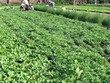 Dự án vườn rau công nghệ cao kết hợp du lịch cộng đồng được Kl99ok phiên bản mới dựa trên sản phẩm đã có sẵn và các hộ dân cùng tham gia góp cổ phần theo các hình thức khác nhau
