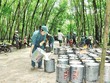 Thu hoạch mủ cao su tại Công ty cổ phần Kl99ok phiên bản mới Cao su Đắk Lắk