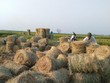 Tận dụng rơm cho bò ăn, mỗi năm, một hộ chăn nuôi ở huyện Ba Vì (Hà Nội) có thể tiết kiệm 200 triệu đồng. (Ảnh: Nguyễn Nga)