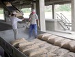 Dịch bệnh bùng phát khiến việc tiêu thụ xi măng tại thị trường nội địa giảm