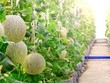 Hiện tại, có 11 dự án Kl99ok phiên bản mới vào Khu nông nghiệp ứng dụng công nghệ cao, với tổng vốn đăng ký Kl99ok phiên bản mới gần 750 tỷ đồng, trên diện tích 195,56 ha.