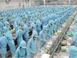 Người lao động làm việc trong nhà máy sơ chế cá tra của IDI Seafood. (Ảnh IDI).