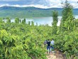 Nhà Kl99ok phiên bản mới đi săn đất nông nghiệp ở Lâm Đồng. Ảnh: Lê Toàn