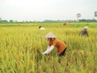 Hoạt động tín dụng của Agribank luôn tích cực với ngành lúa gạo. Ảnh: Dũng Minh 
