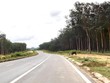 Một rừng cây cao su ở Gia Lai do GVR quản lý. Ảnh: Thành Nguyễn 