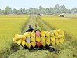 Agribank luôn xác định “nông nghiệp, nông thôn là thị trường truyền thống, nông dân là người bạn đồng hành”