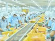 Kl994 nhà cái bóng đá world cup cá tra trong nhà máy của Navico (Nguồn: ANV).