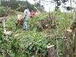 Mất hàng trăm ha rừng, nhiều quan chức cấp huyện bị kỷ luật