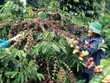 Nestlé và hành trình nông nghiệp tái sinh để ứng phó với biến đổi khí hậu
