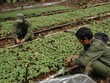 Tỉnh Kon Tum có nhiều tiềm năng về phát triển cây dược liệu.