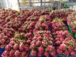 Trung Quốc đã khôi phục thông quan Link Vào Nhà Cái KL99 COM Tặng +199k thanh long trở lại qua cửa khẩu Lào Cai.